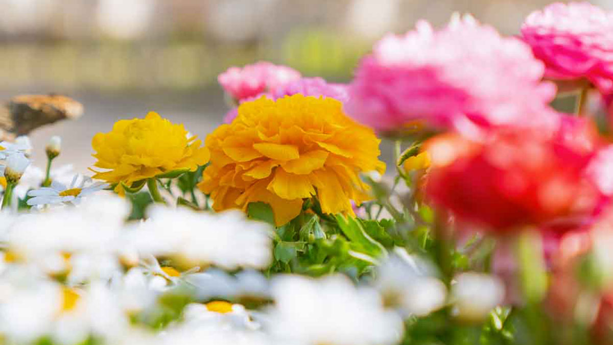 I fiori del Ranch